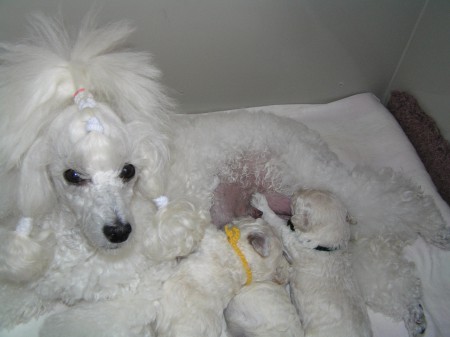 14. den: Starostlivá a spokojená matka DORLY...